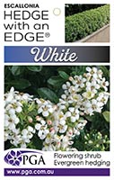 ESCALLONIA WHITE HEDGE EDGE