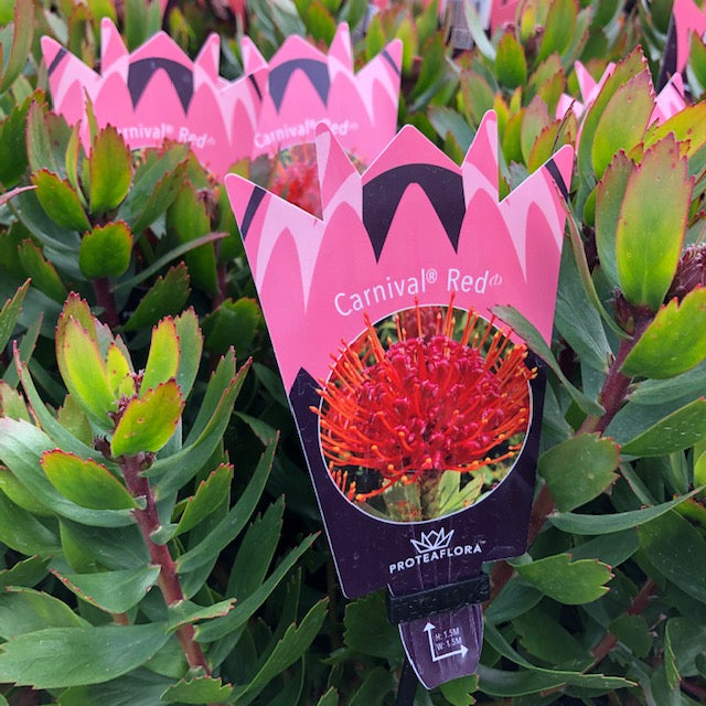 LEUCOSPERMUM CARNIVAL RED