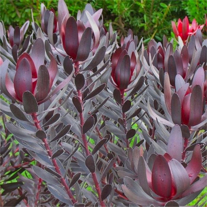 LEUCADENDRON BURGUNDY SUNSET