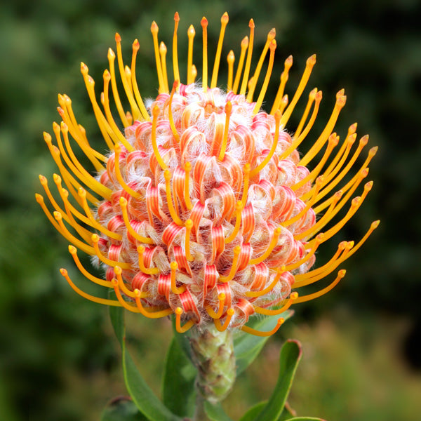 LEUCOSPERMUM CARNIVAL ORANGE