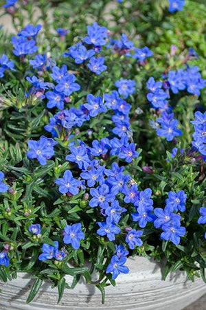 LITHODORA HEAVENLY BLUE