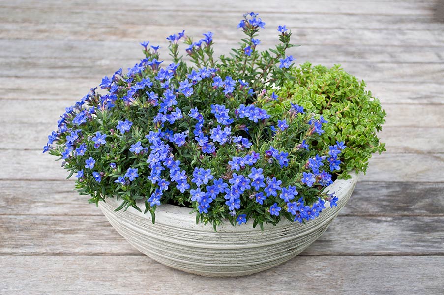 LITHODORA HEAVENLY BLUE