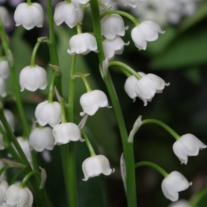 LILY OF THE VALLEY BULB 1 PLANT