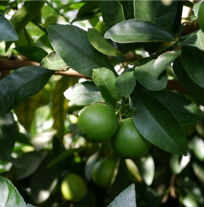 LIME TAHITIAN 25CM
