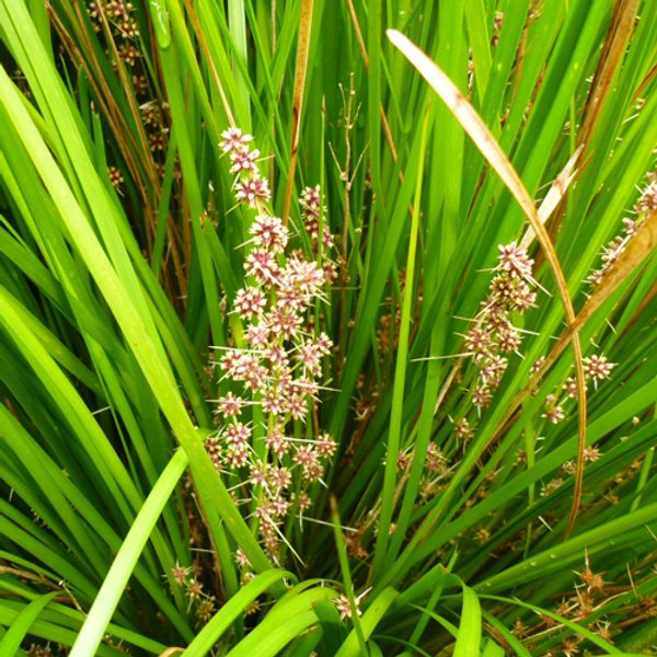 Grasses