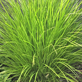 Grasses