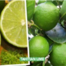 Fruit Trees Category