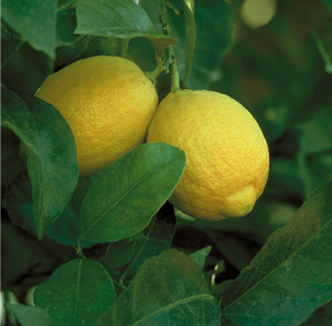 LEMON LISBON 20CM