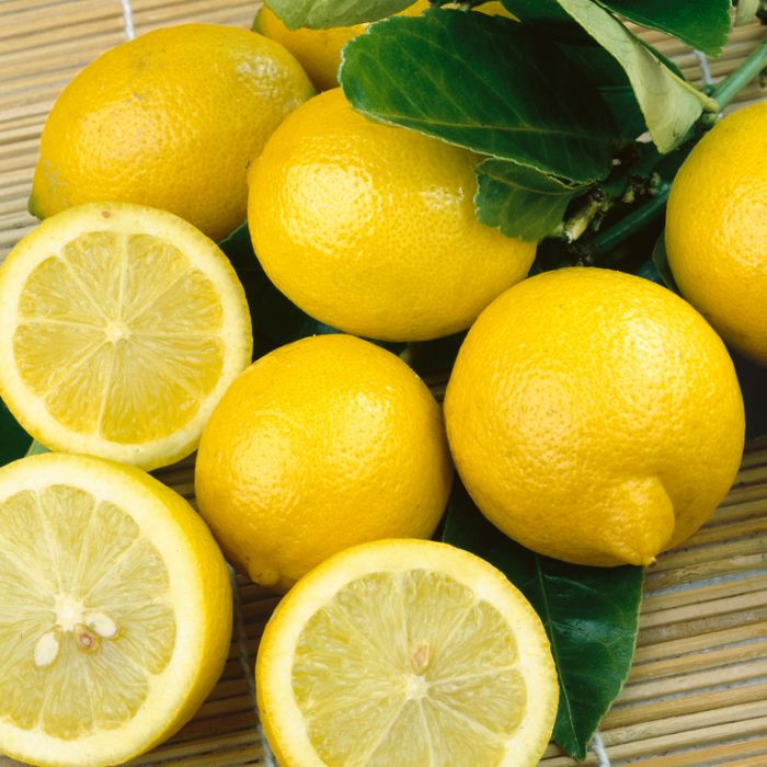 LEMON LISBON 25CM