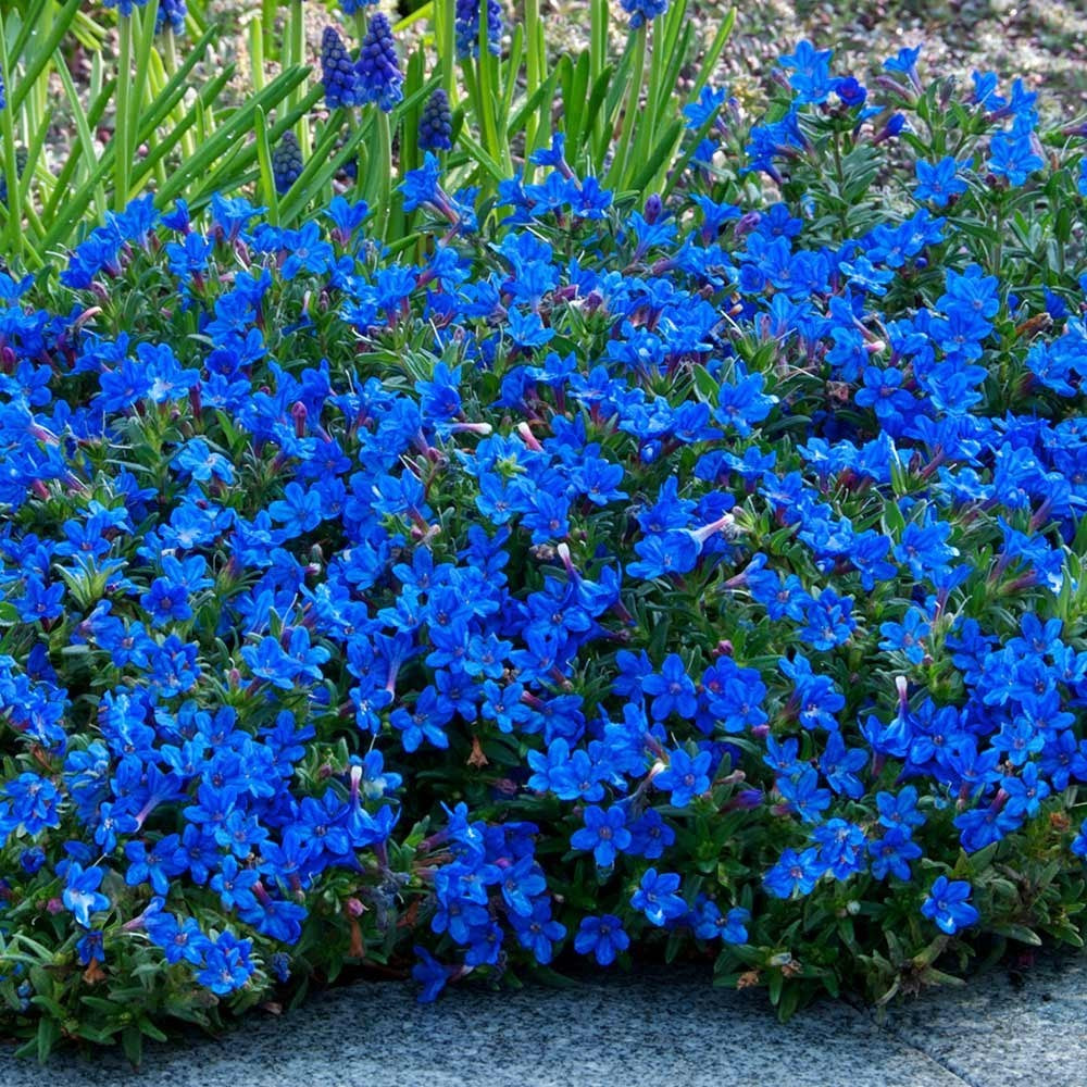 LITHODORA HEAVENLY BLUE