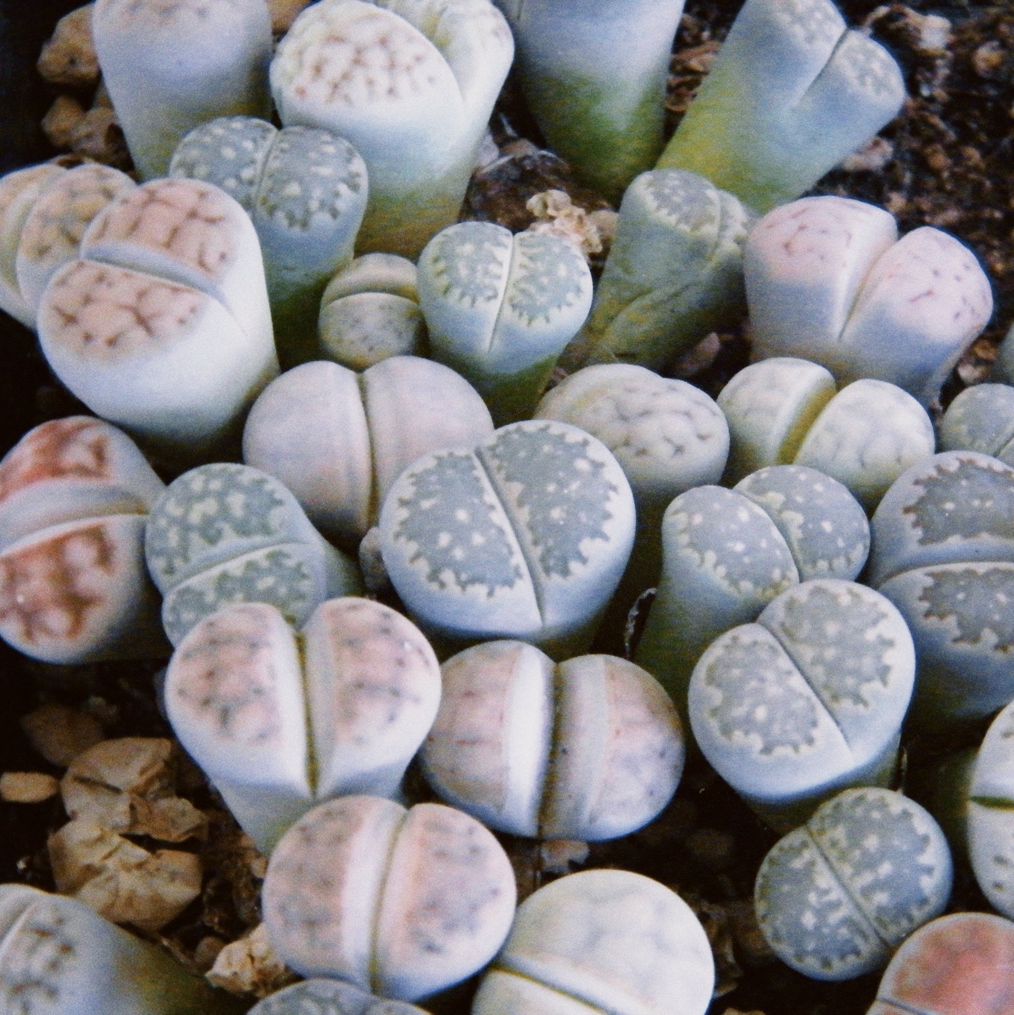 LIVING STONE PLANT 7CM POT SIZE