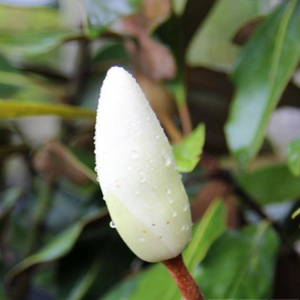 MAGNOLIA LITTLE GEM 300MM POT