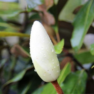 MAGNOLIA LITTLE GEM 200MM