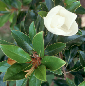 MAGNOLIA LITTLE GEM 300MM POT