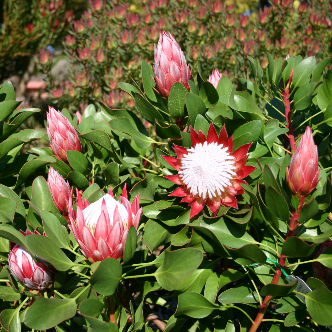 PROTEA LITTLE PRINCE