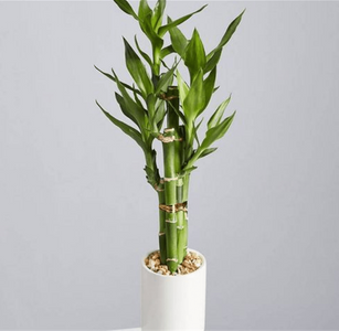 LUCKY BAMBOO D SIZE