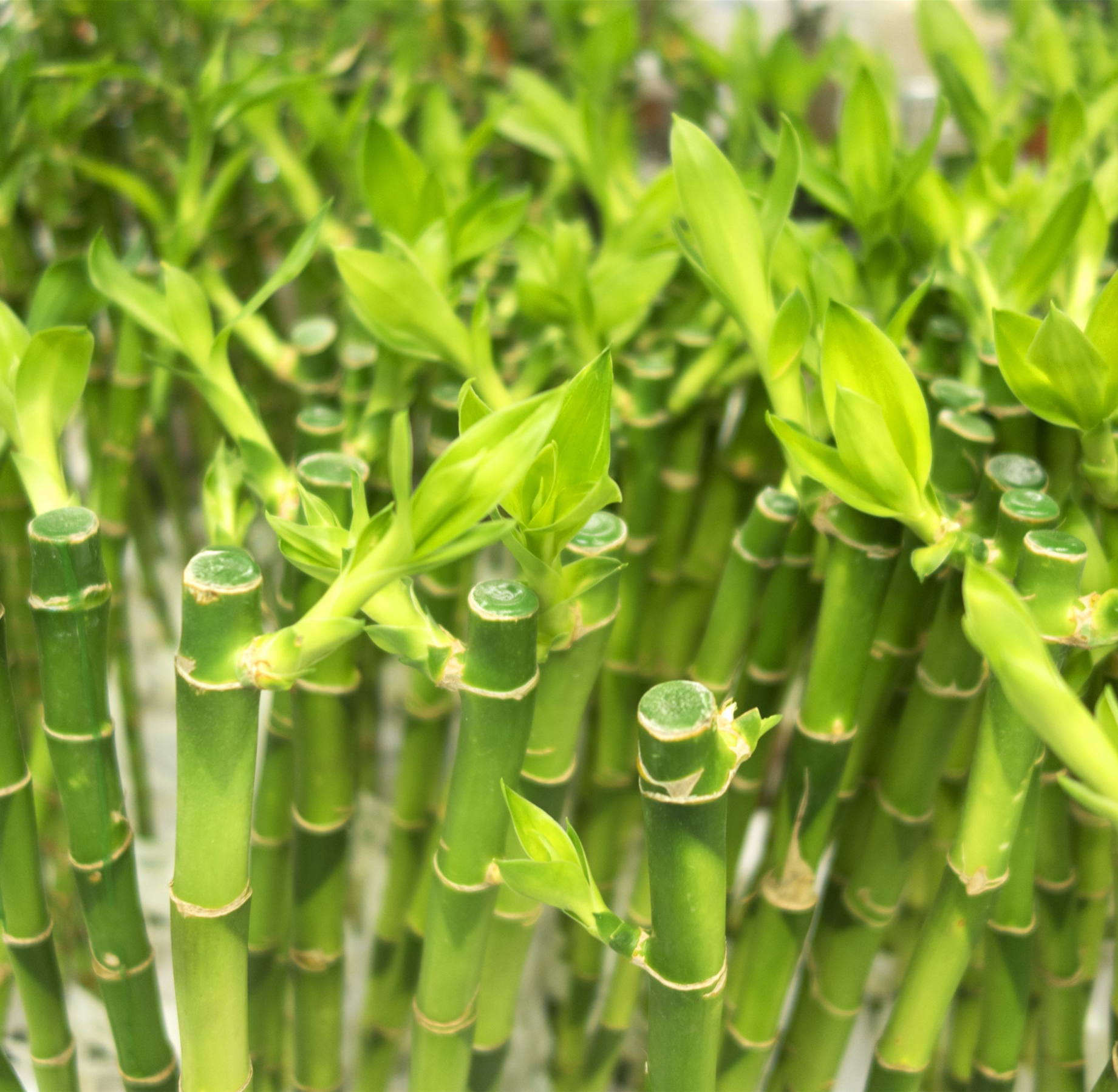 LUCKY BAMBOO D SIZE