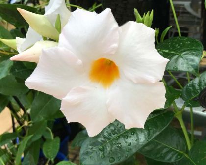 MANDEVILLA ALOHA RANGE 200MM