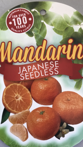 MANDARIN JAPANESE SEEDLESS 20CM