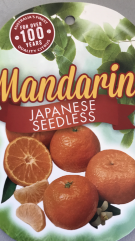 MANDARIN JAPANESE SEEDLESS 20CM