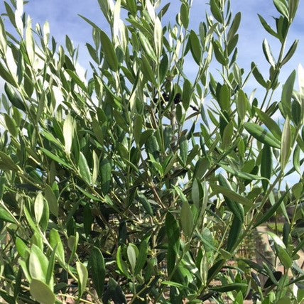 OLIVE MANZANILLO 20CM