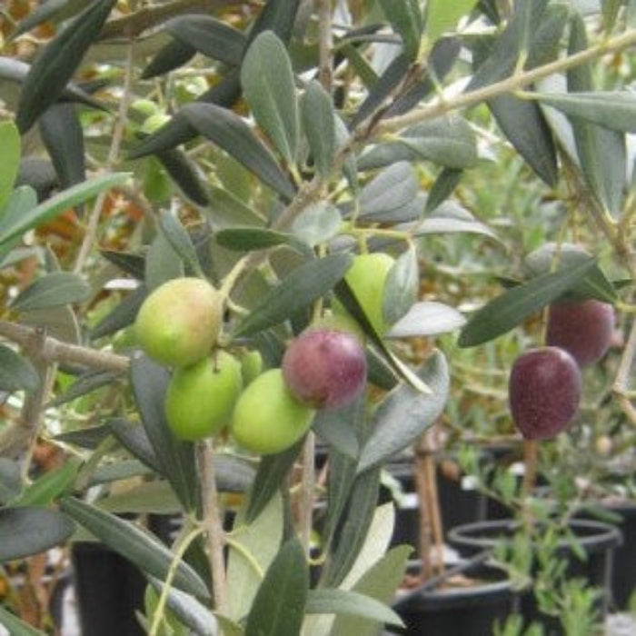 A Kalamata olive tree with green and purple olives on the branches, set against a backdrop of other plants and pots.