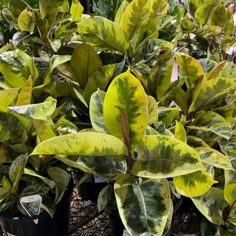 FICUS TINEKE 200MM