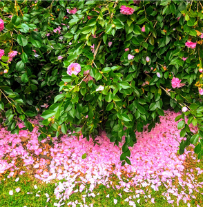 CAMELLIA MARGE MILLER