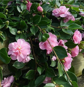 CAMELLIA MARGE MILLER