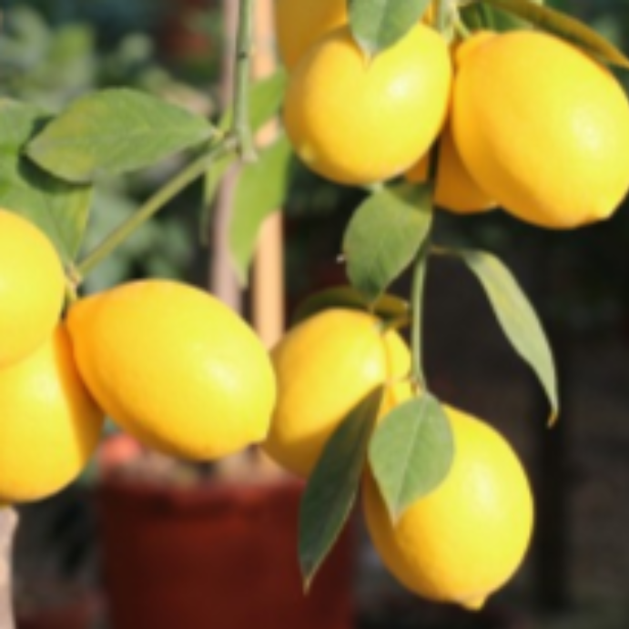 LEMON MEYER 165MM