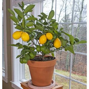LEMON MEYER 165MM