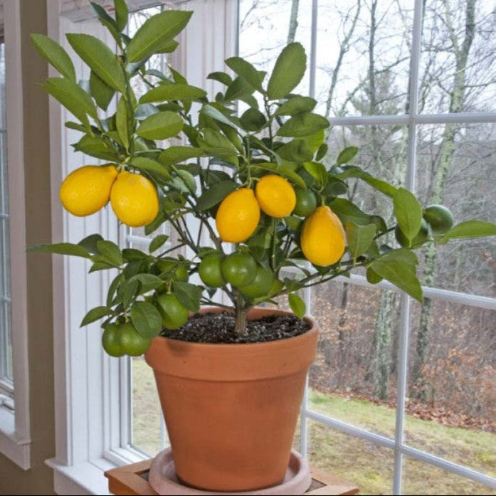 A potted lemon tree with bright yellow lemons and green unripe lemons in a terracotta pot, placed on a windowsill with a window looking out onto a wooded area.