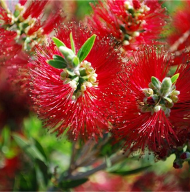 Flowering Plants