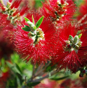 CALLISTEMON MARY MCKILLOP