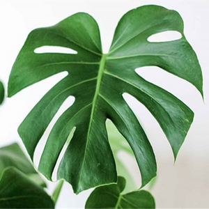 MONSTERA DELICIOSA 130MM