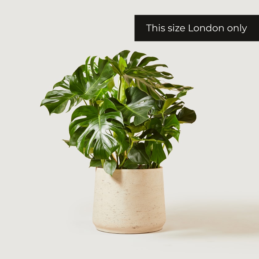 House Plants