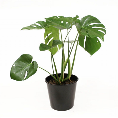 MONSTERA DELICIOSA 130MM