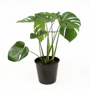 MONSTERA DELICIOSA 130MM