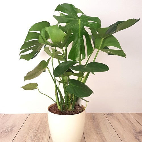 MONSTERA DELICIOSA 130MM