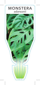 MONSTERA SWISS CHEESE