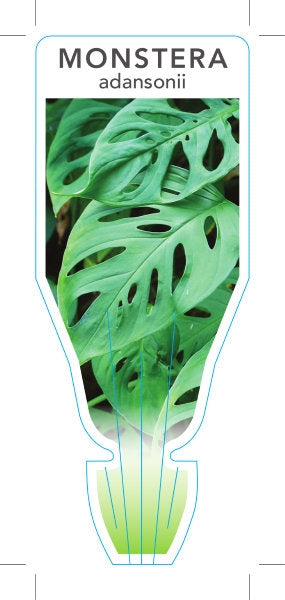 MONSTERA SWISS CHEESE
