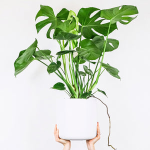 Potted plant held by a person against a white background