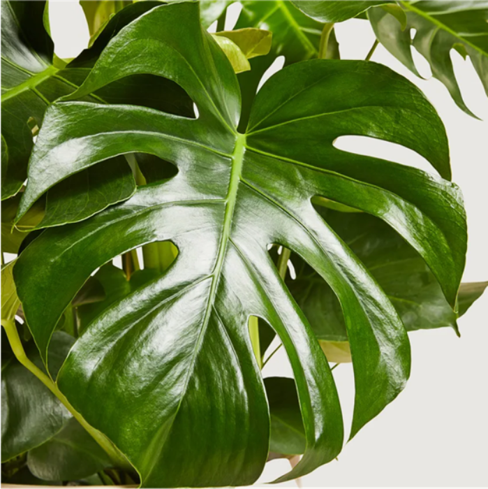A close-up of a Monstera deliciosa plant with large, glossy, bright green leaves.