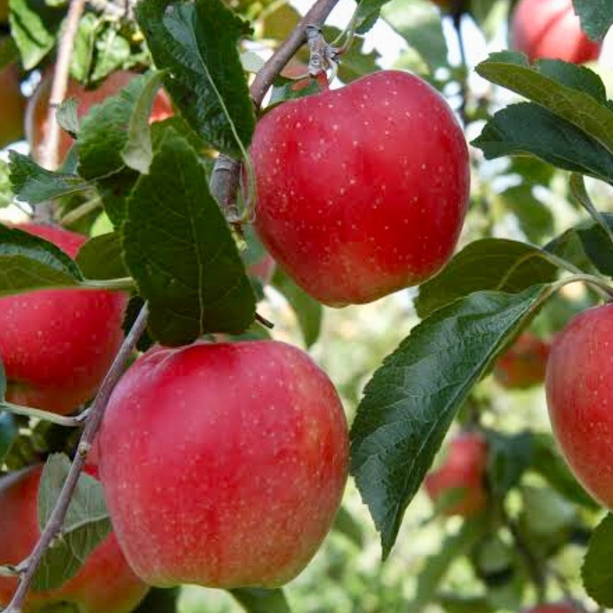 PRE ORDER - APPLE DWARF MONTYS SURPRISE - Bare Rooted