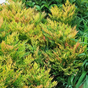 NANDINA MOONBAY 140MM