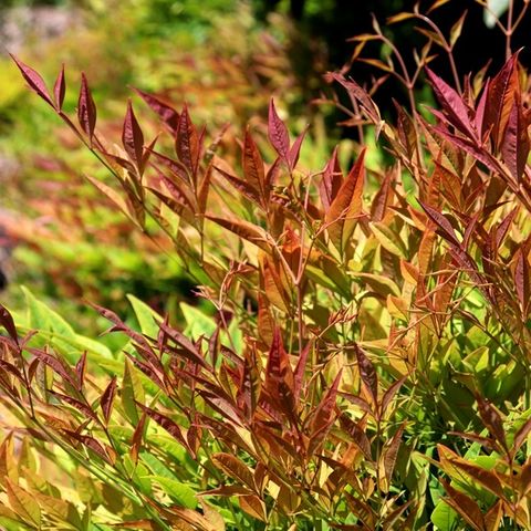 NANDINA MOONBAY 140MM