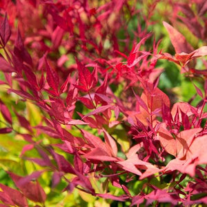 NANDINA MOONBAY 140MM