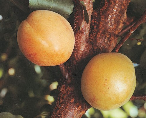 PRE ORDER -APRICOT MOORPARK - BARE ROOTED