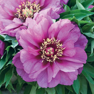 ITOH PAEONY ROSE