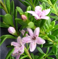 MYOPORUM PINK/WHITE